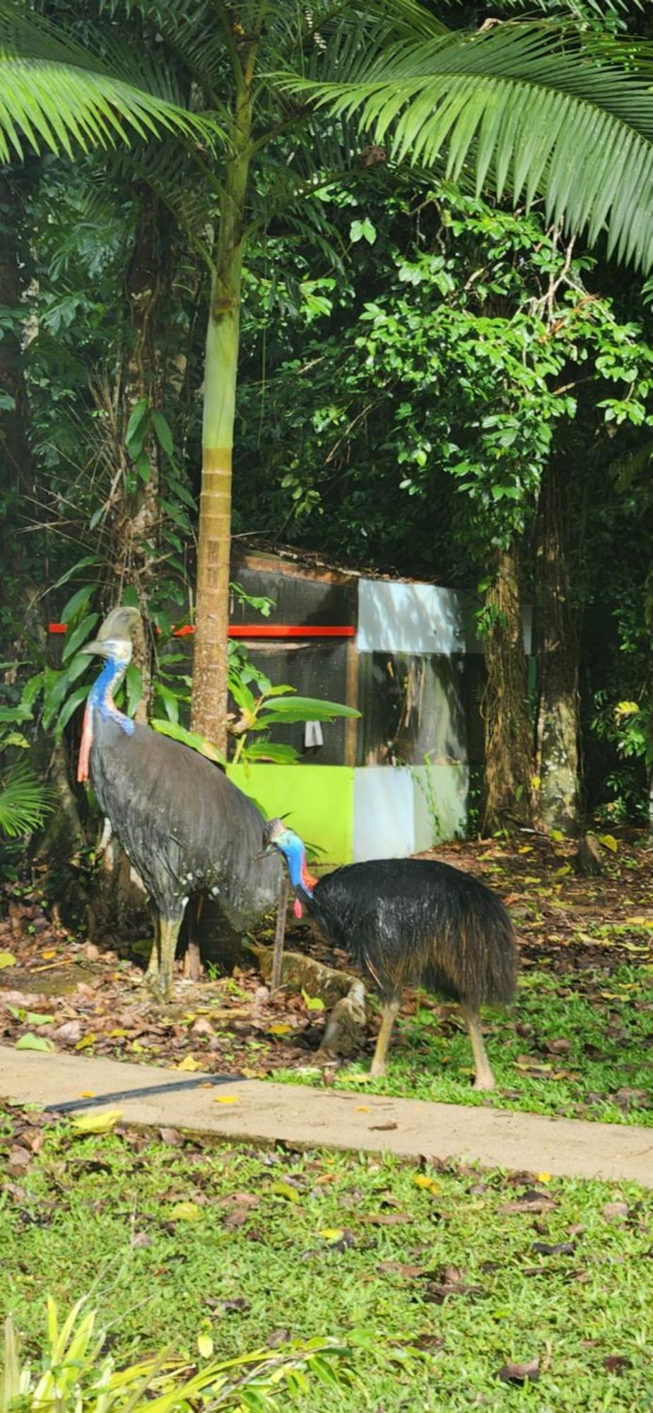 Daintree Siesta Villa Diwan Exteriör bild