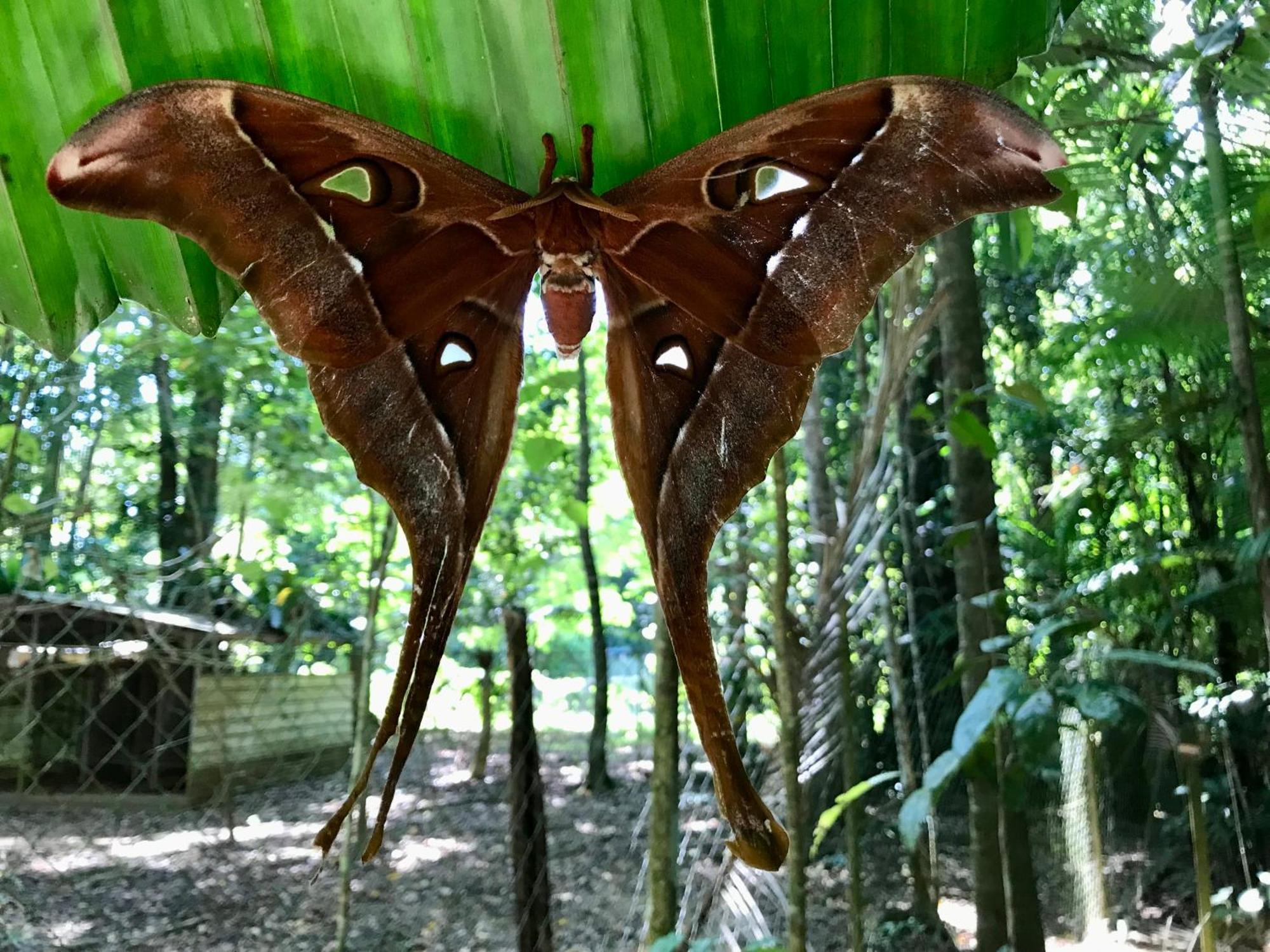 Daintree Siesta Villa Diwan Exteriör bild